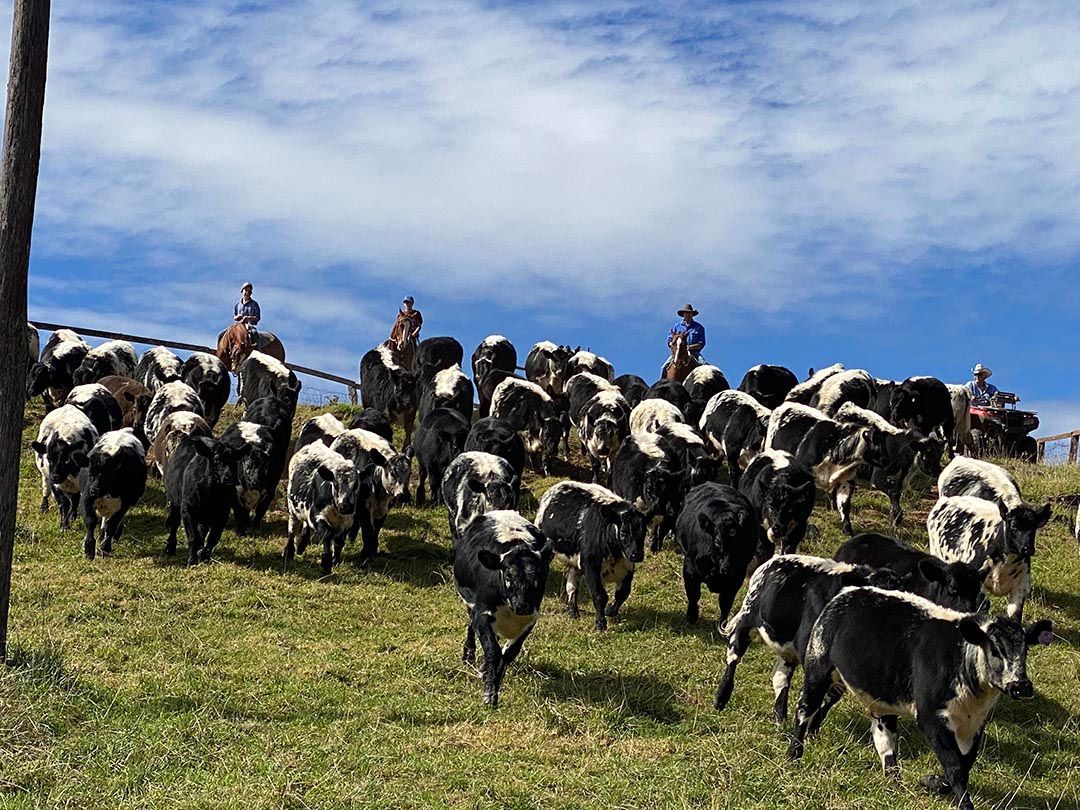 alinjarra speckle park