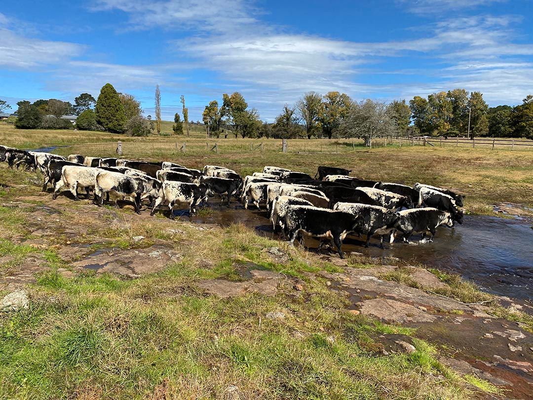 alinjarra speckle park