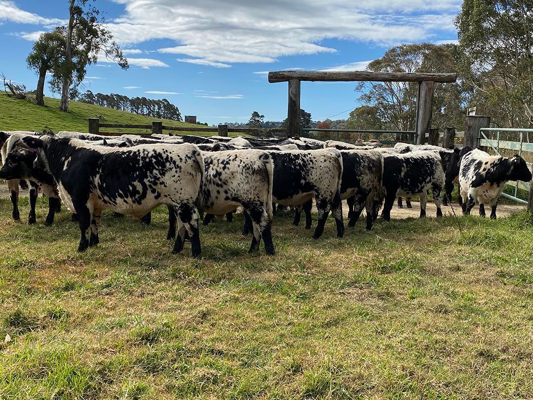 alinjarra speckle park