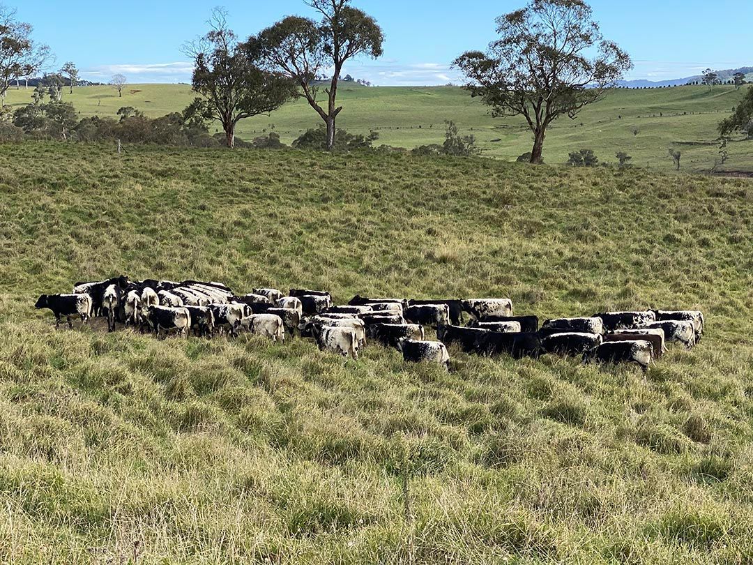 alinjarra speckle park