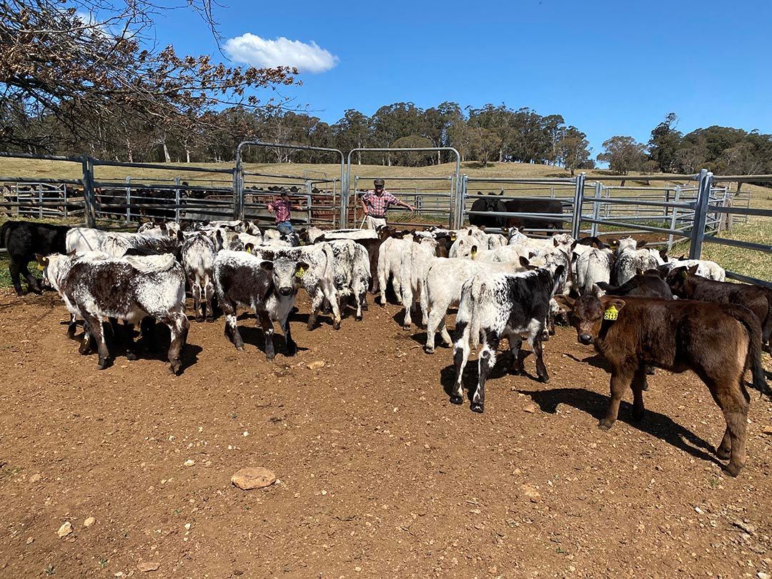 alinjarra speckle park