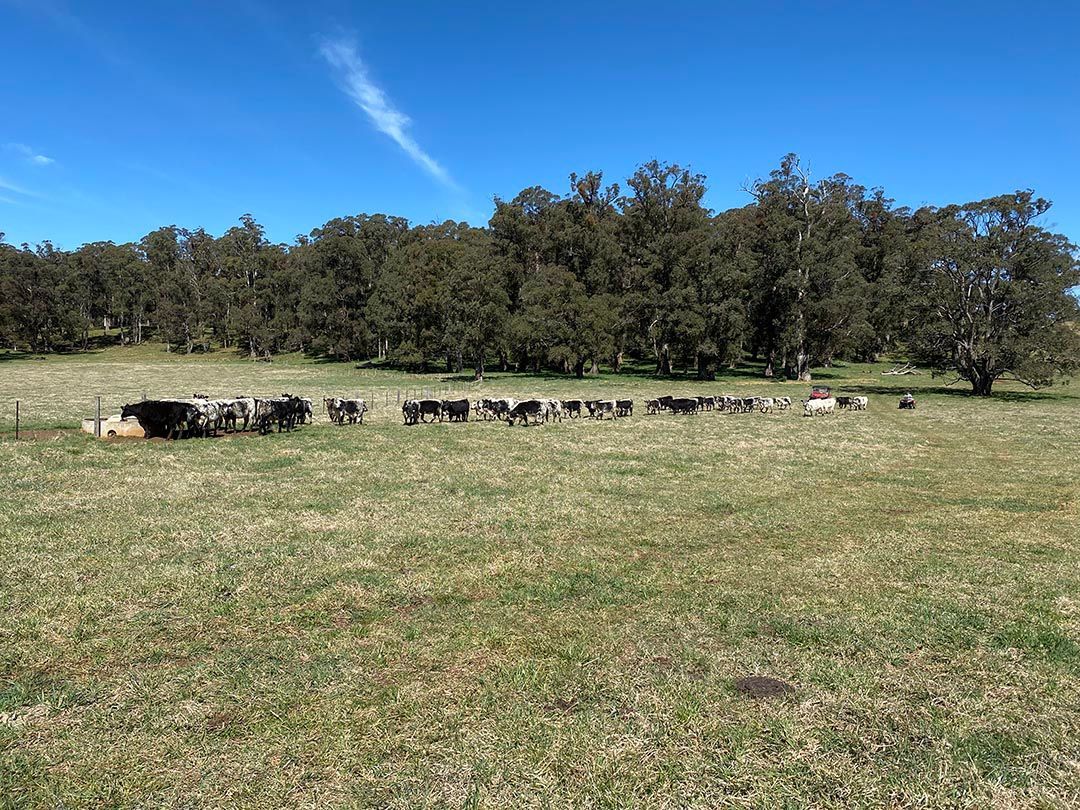 alinjarra speckle park