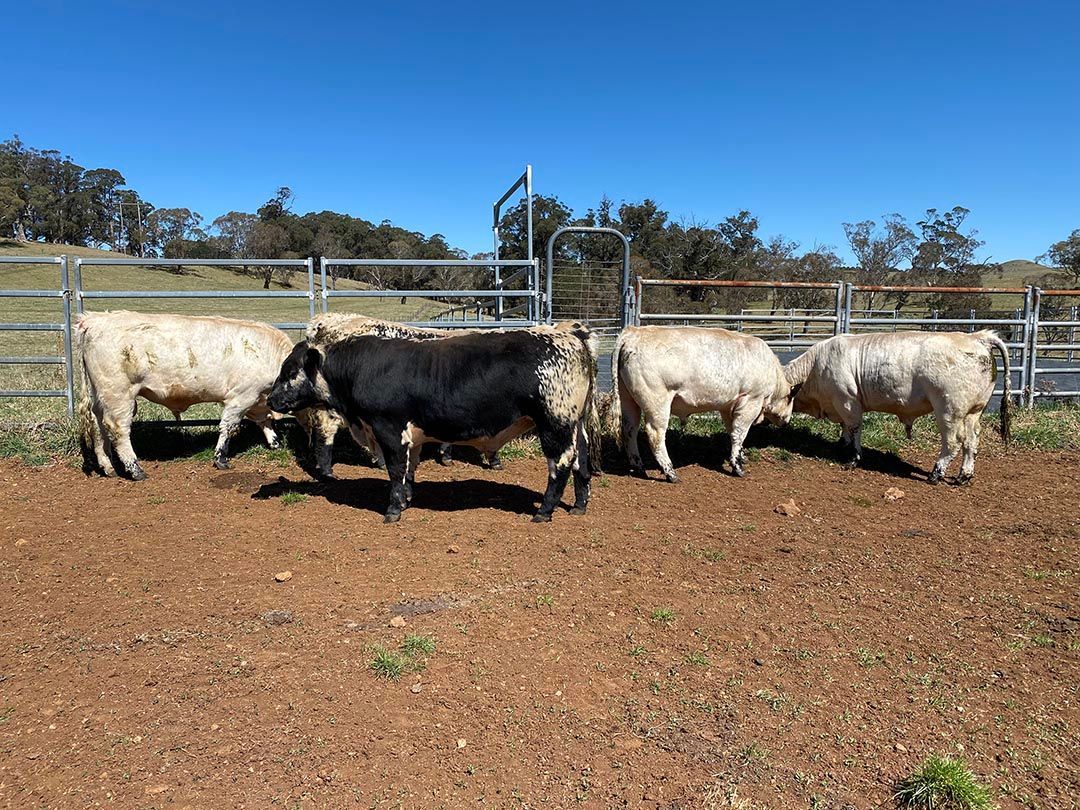 alinjarra speckle park