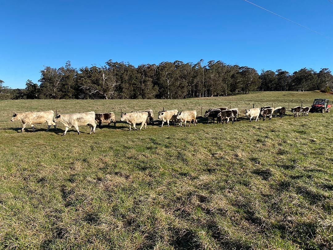 alinjarra speckle park