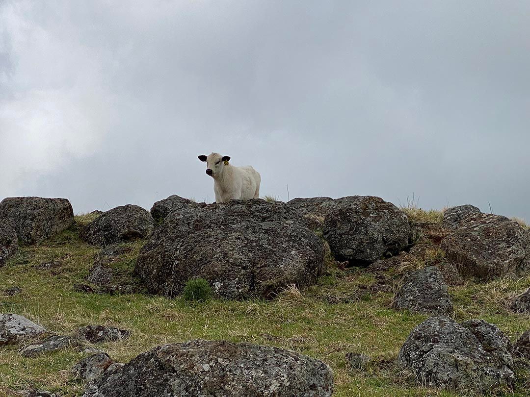 alinjarra speckle park