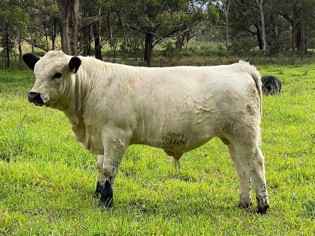 alinjarra speckle park