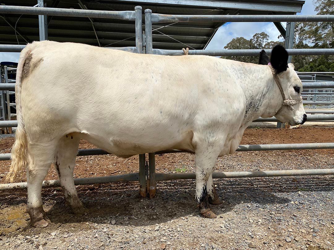 alinjarra speckle park