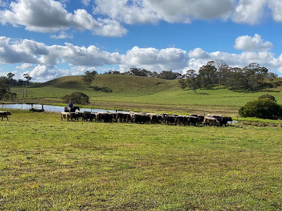 alinjarra speckle park