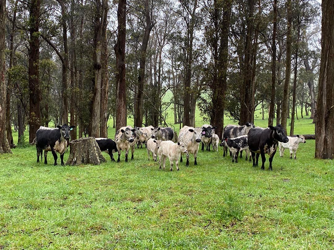 alinjarra speckle park