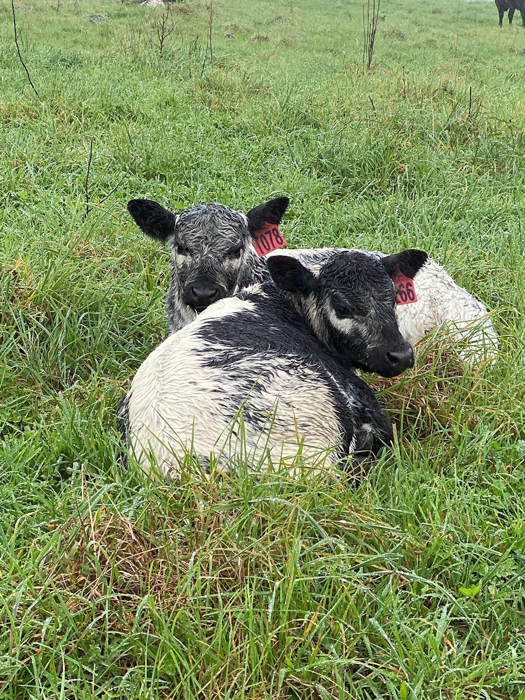 alinjarra speckle park