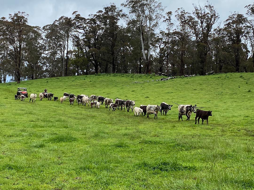 alinjarra speckle park