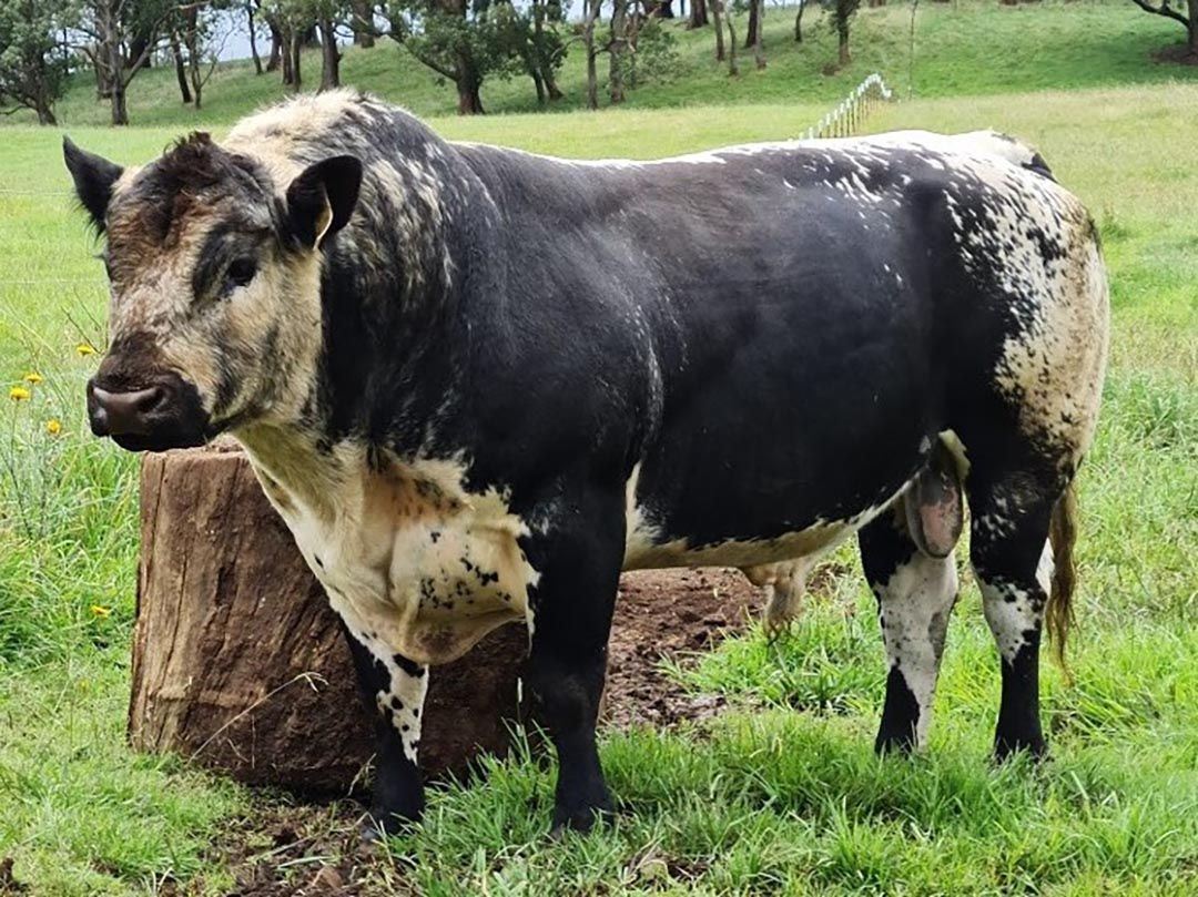 alinjarra speckle park