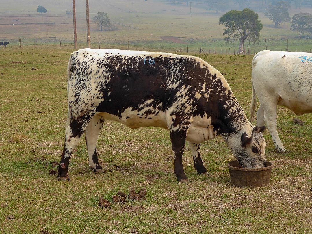 alinjarra speckle park