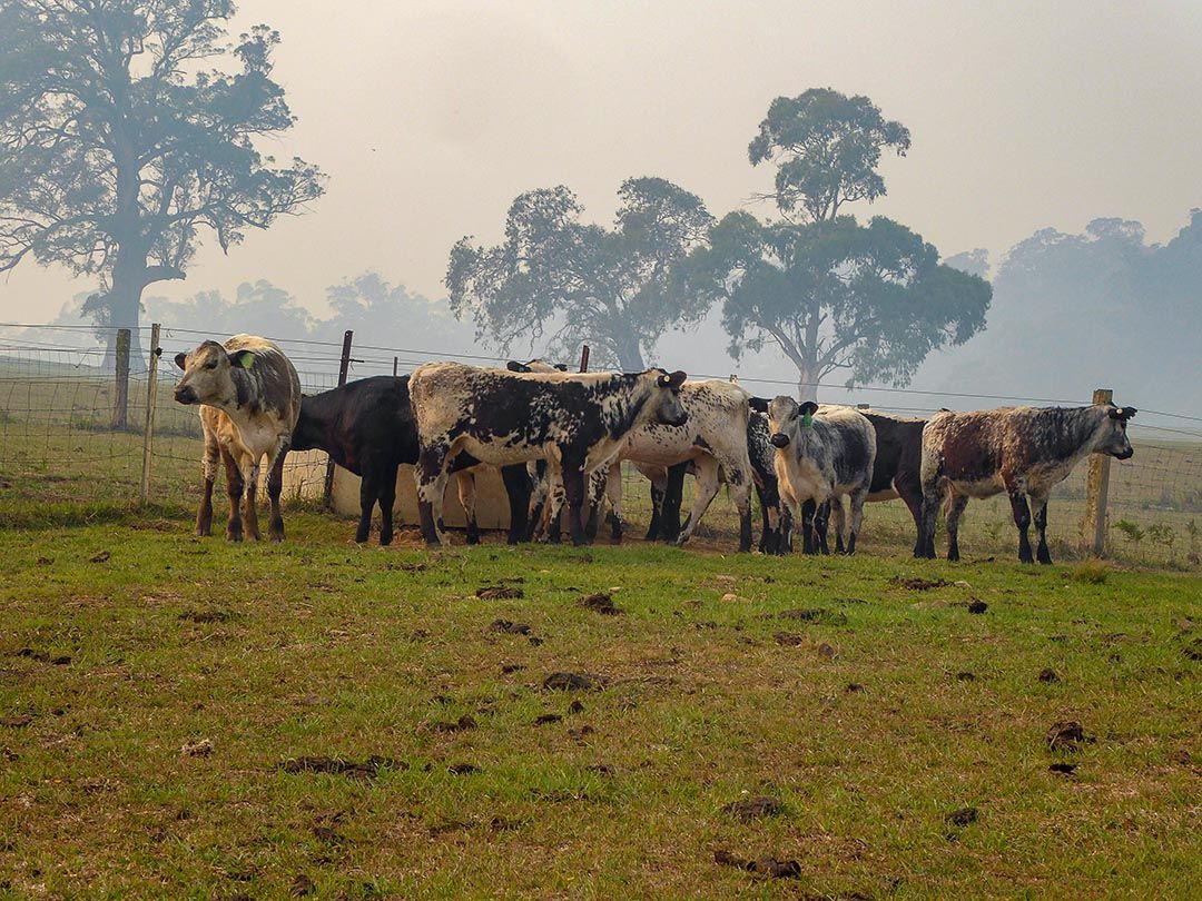 alinjarra speckle park