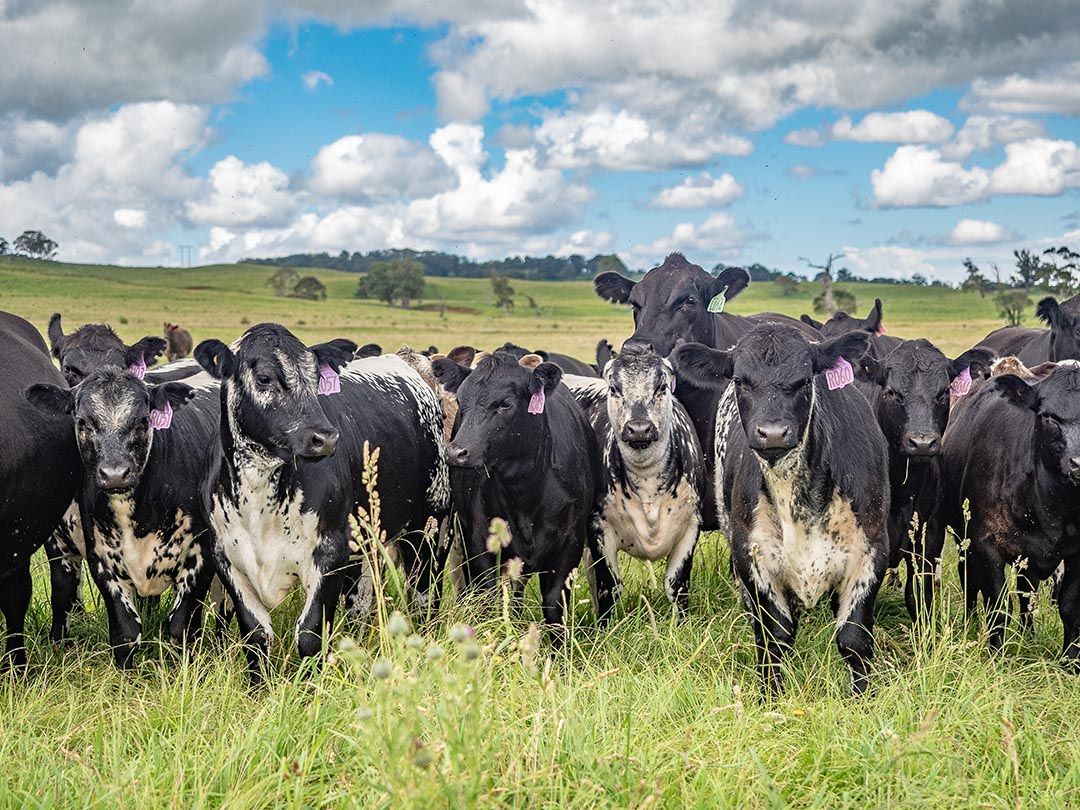 alinjarra speckle park