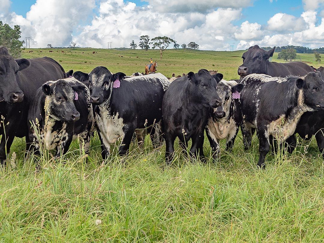 alinjarra speckle park