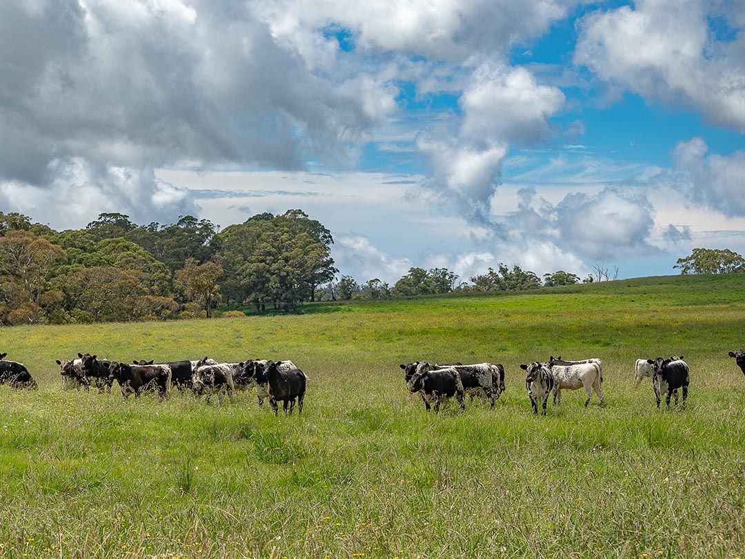 alinjarra speckle park