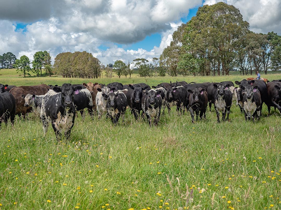 alinjarra speckle park