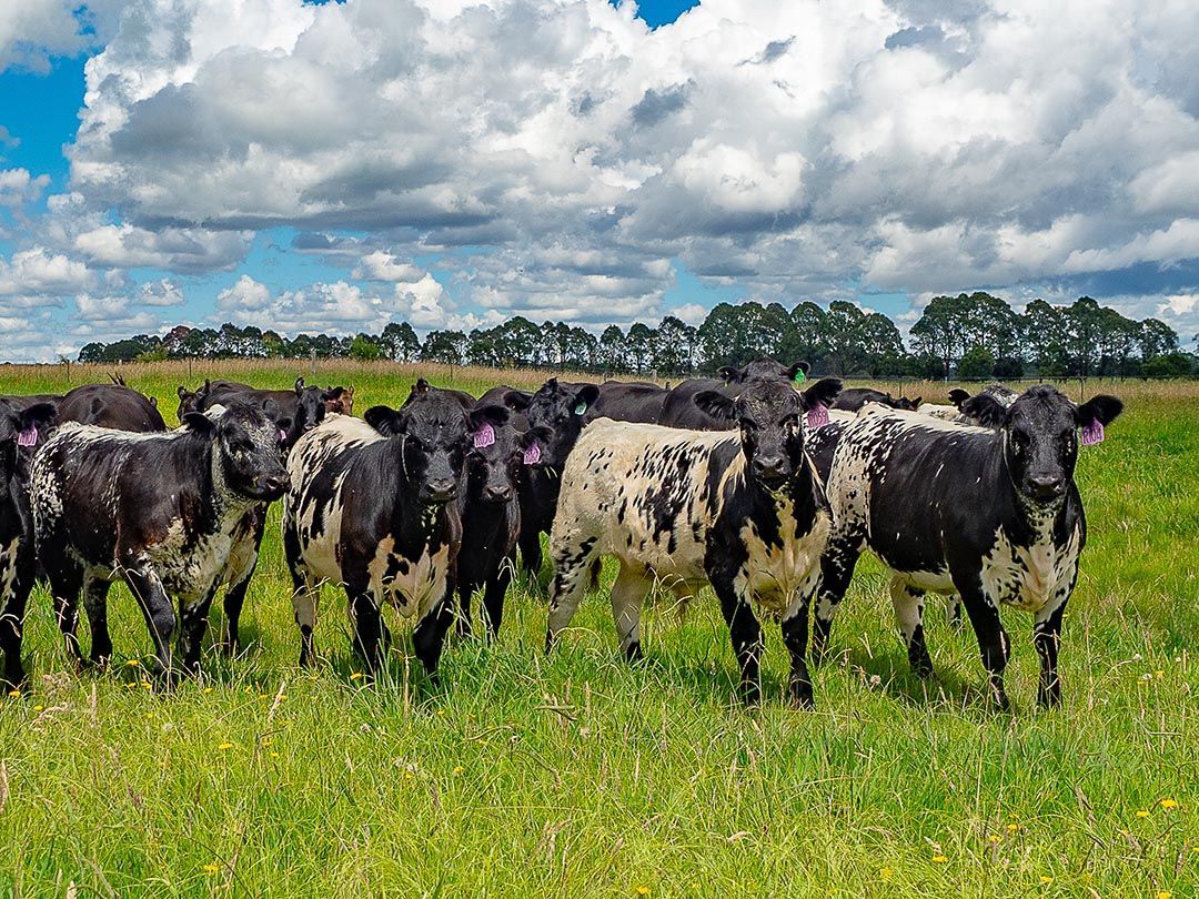 alinjarra speckle park