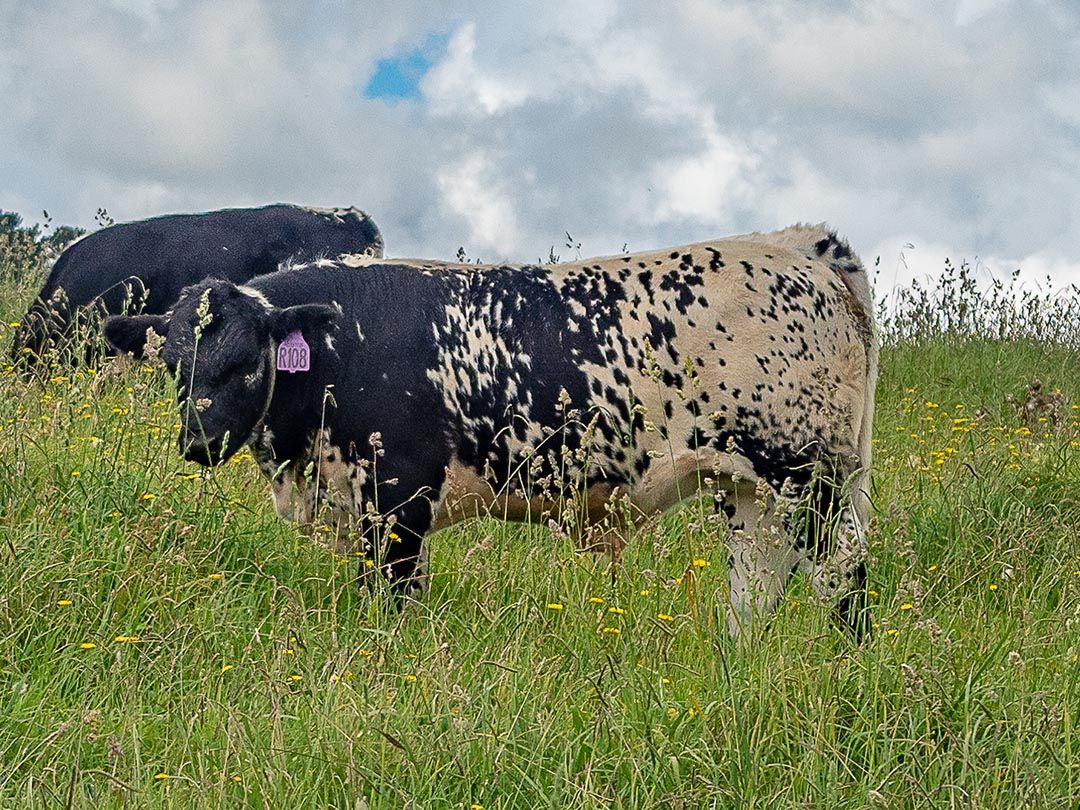 alinjarra speckle park