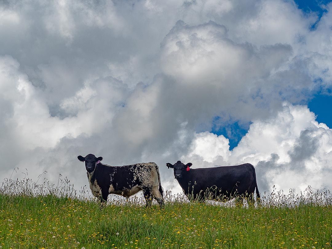 alinjarra speckle park