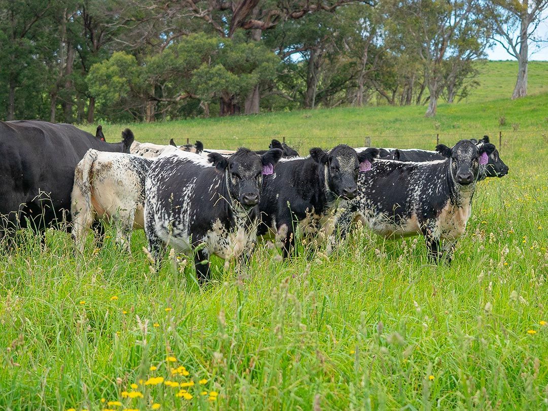 alinjarra speckle park