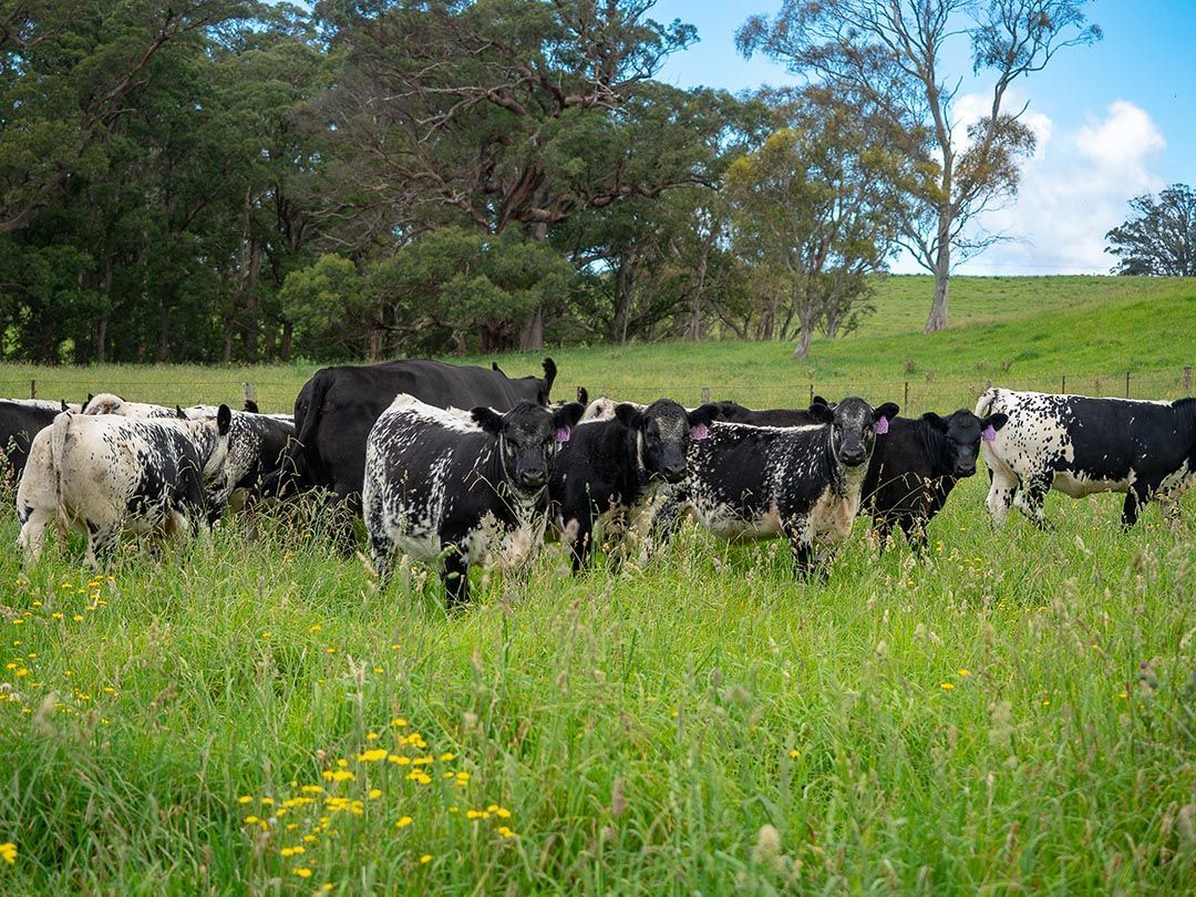 alinjarra speckle park