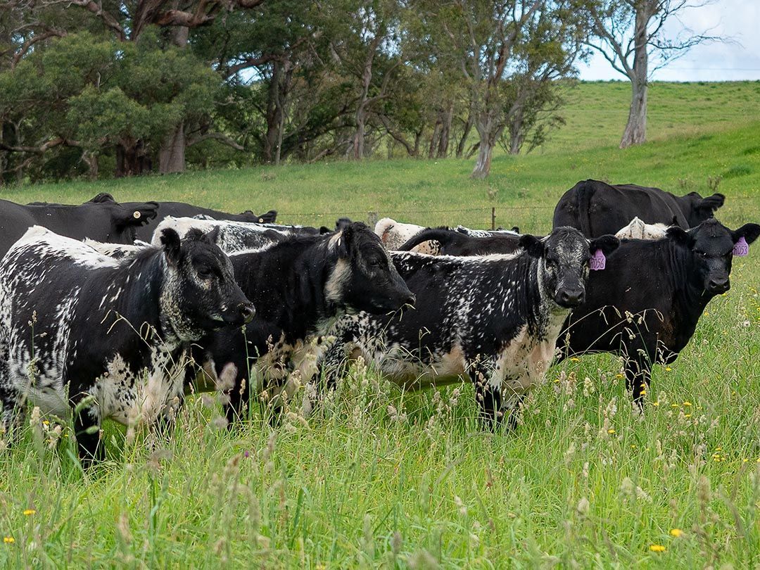 alinjarra speckle park