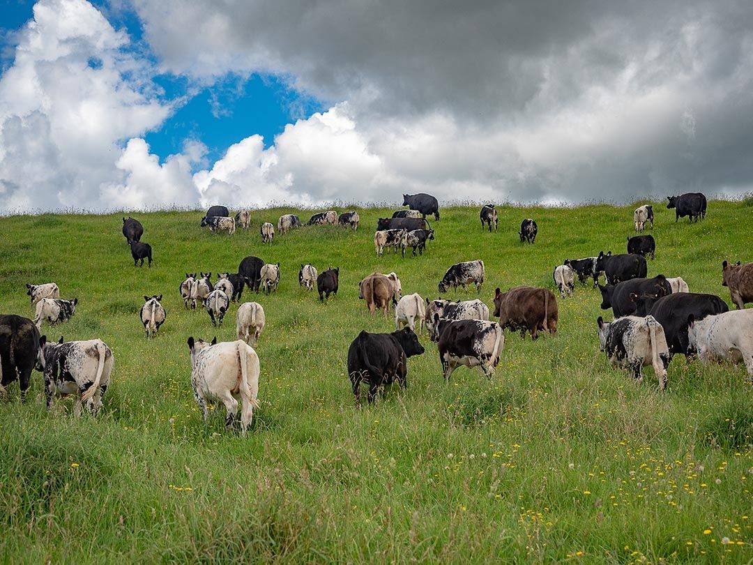 alinjarra speckle park