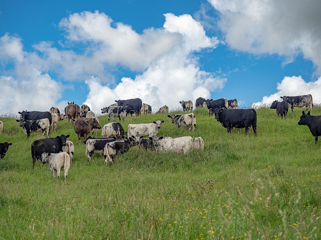 alinjarra speckle park