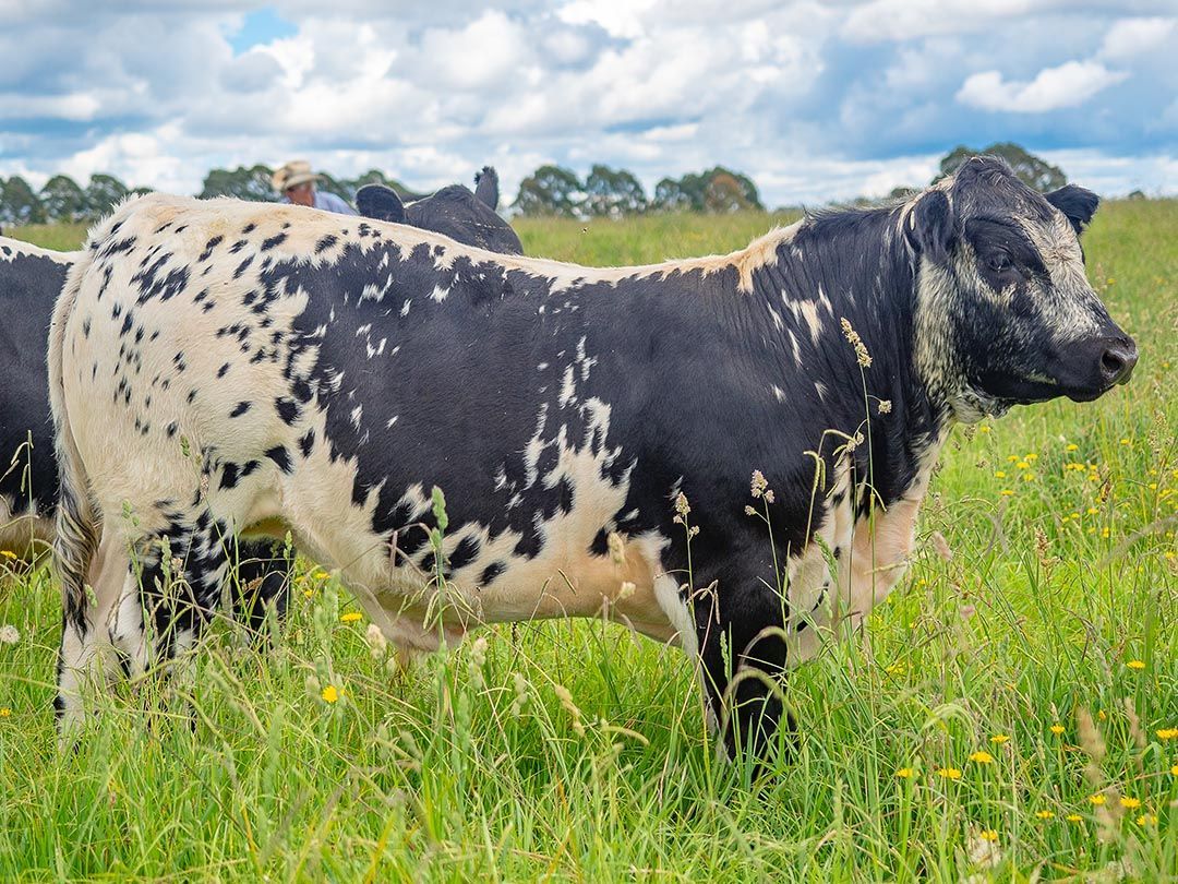 alinjarra speckle park