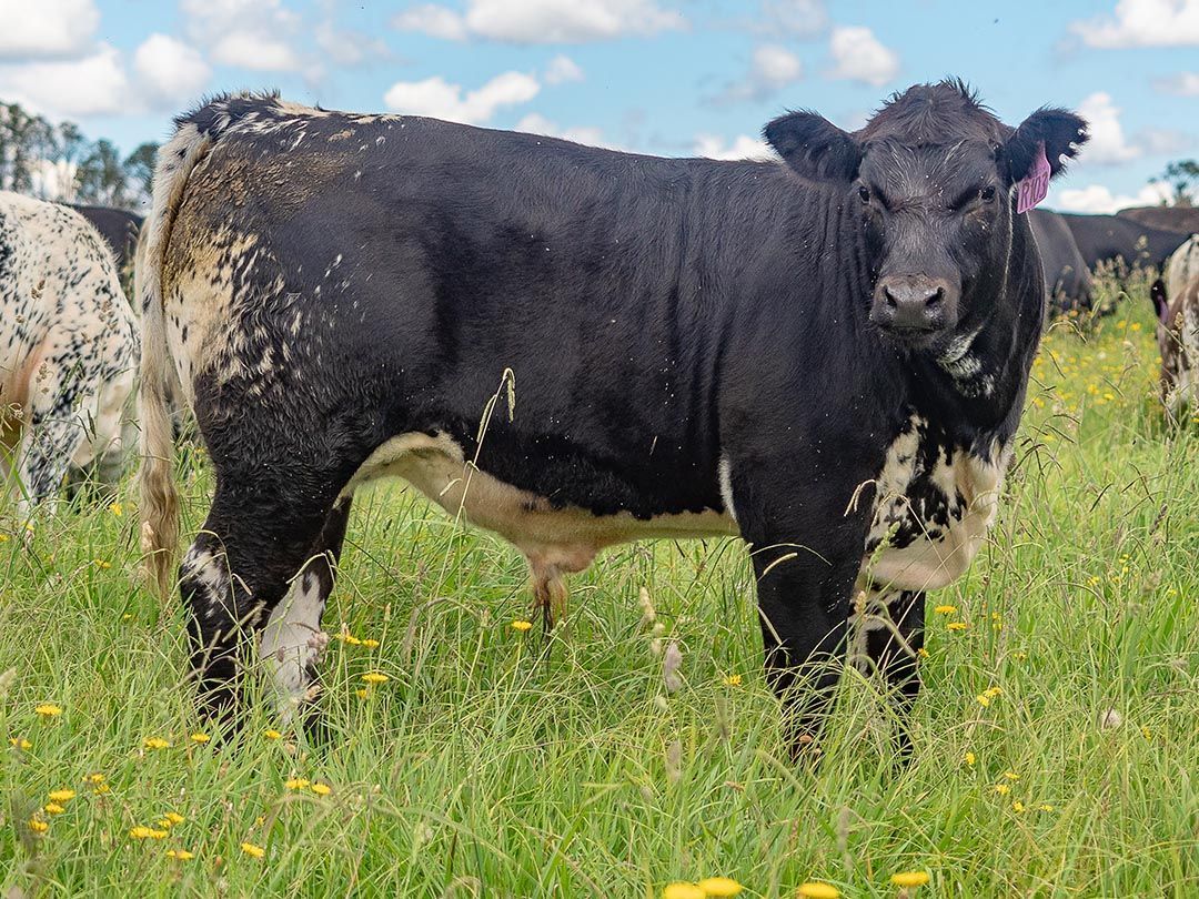 alinjarra speckle park