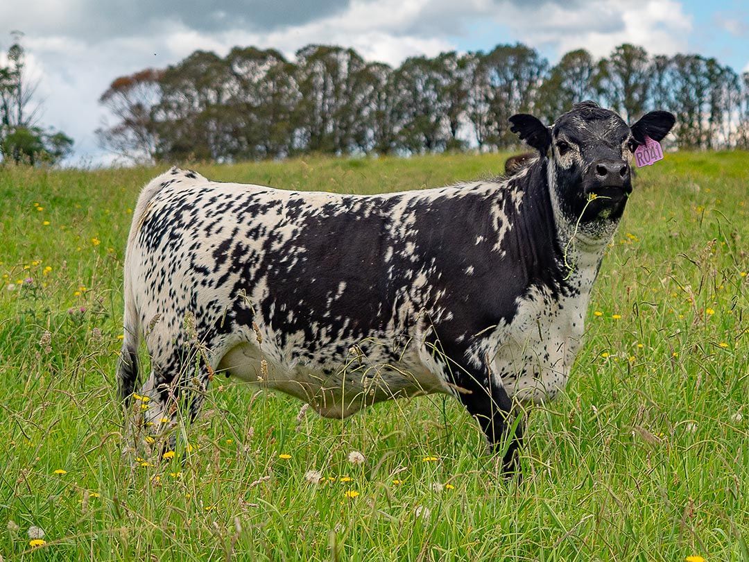 alinjarra speckle park