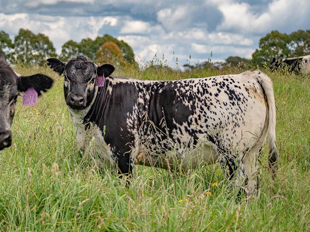 alinjarra speckle park