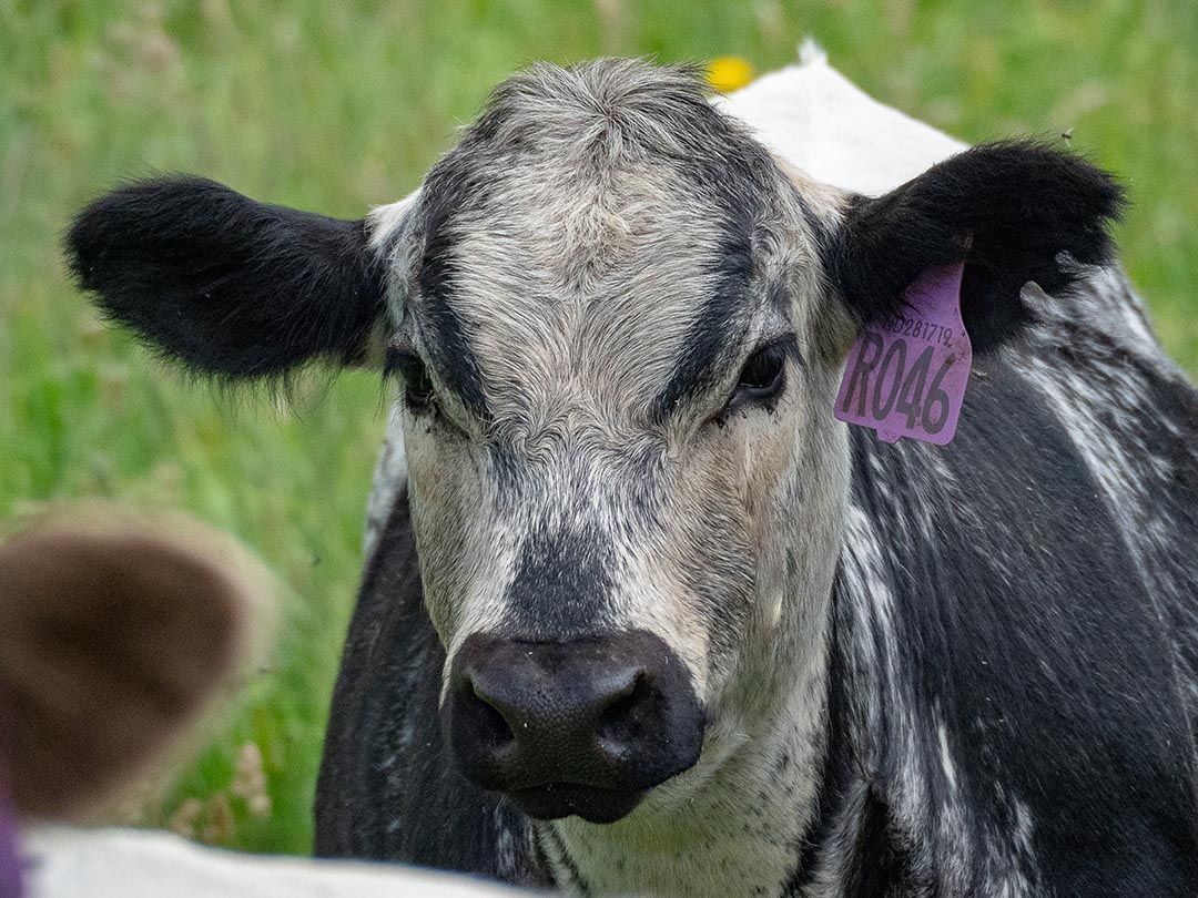 alinjarra speckle park