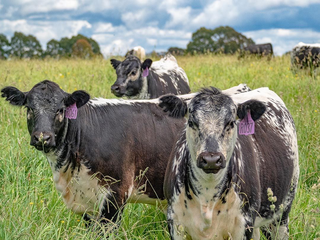 alinjarra speckle park