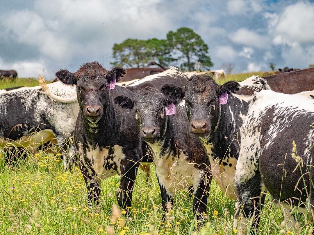 alinjarra speckle park