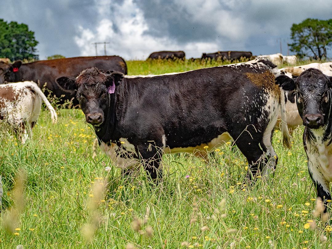 alinjarra speckle park