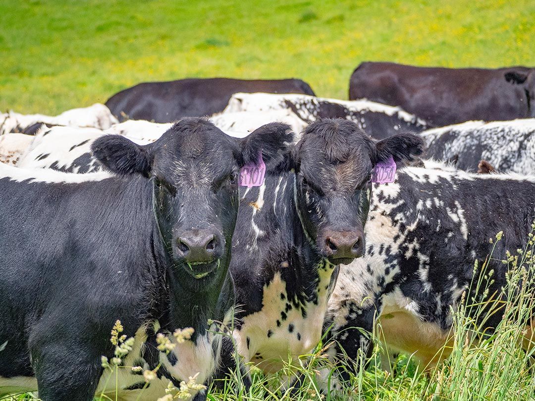 alinjarra speckle park