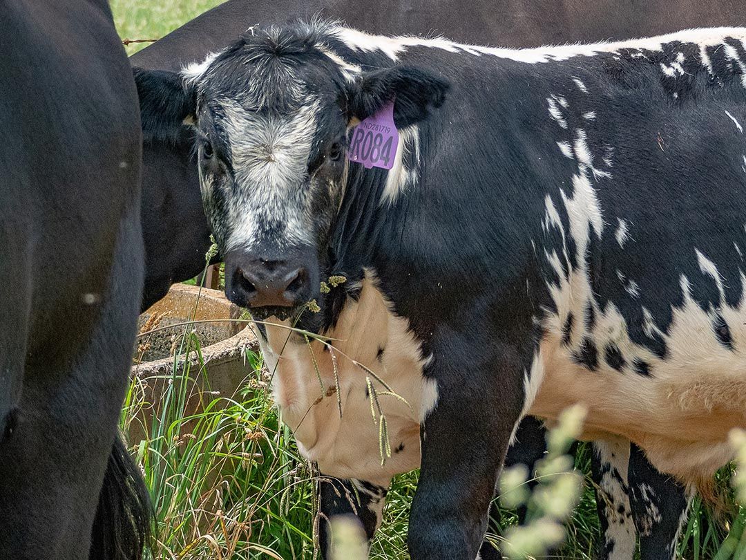 alinjarra speckle park