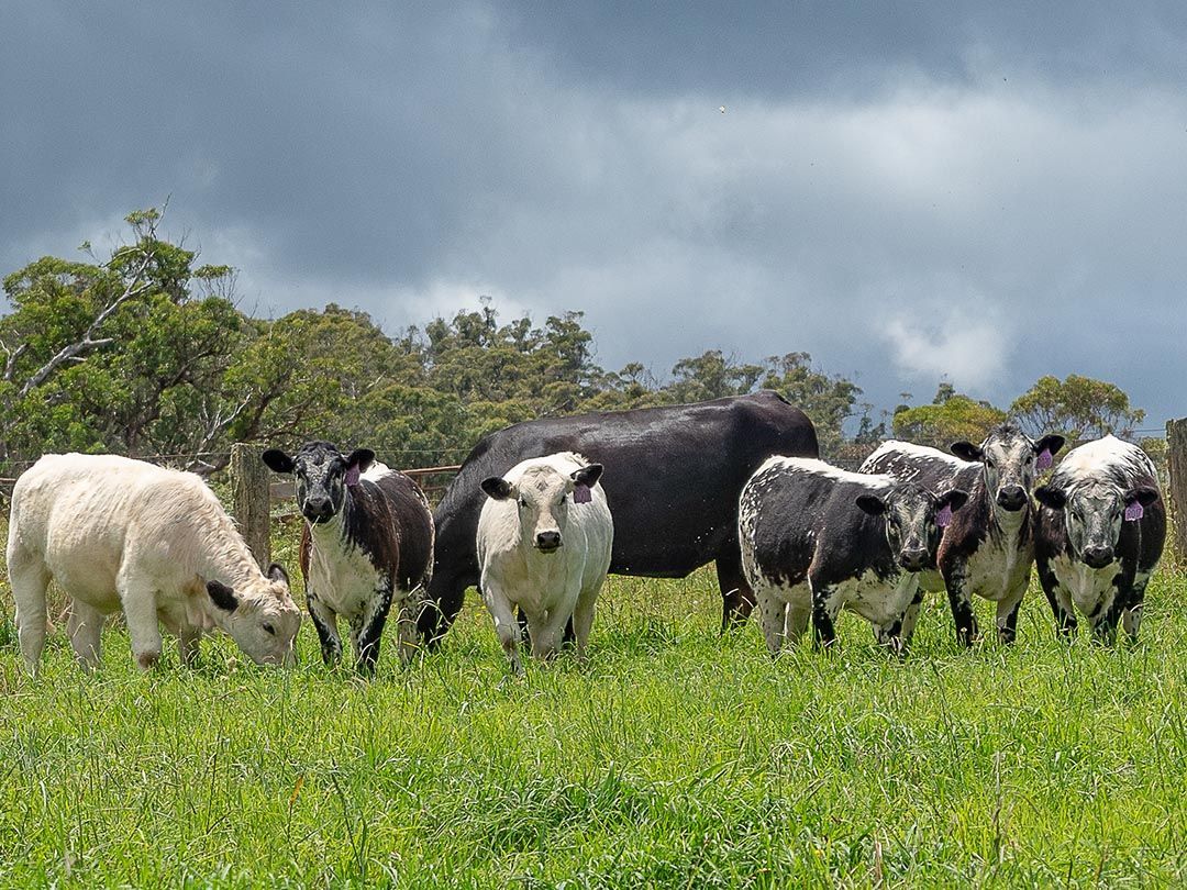 alinjarra speckle park