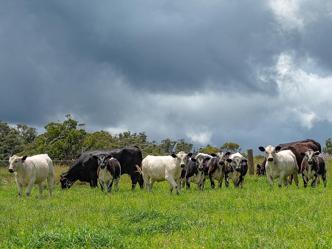 alinjarra speckle park