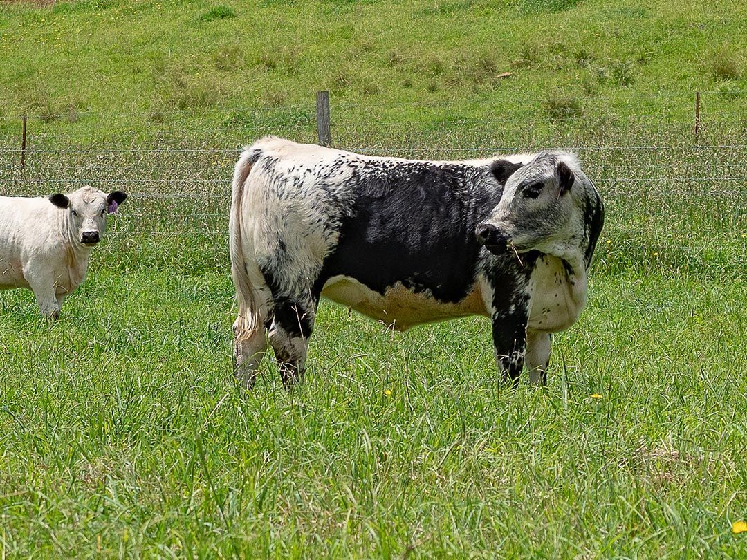 alinjarra speckle park