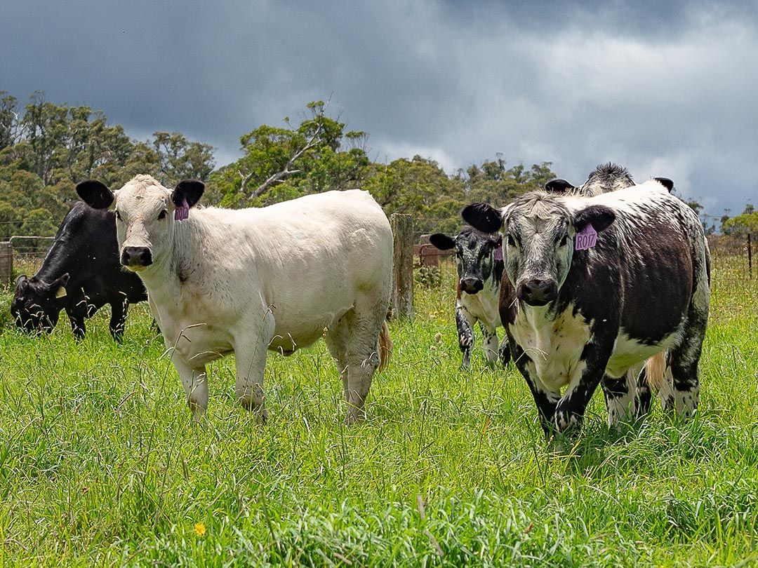 alinjarra speckle park