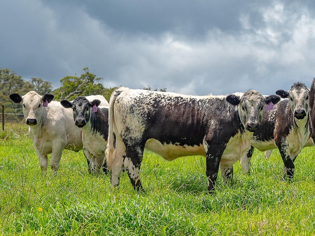 alinjarra speckle park