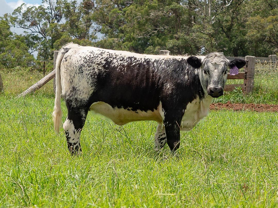 alinjarra speckle park