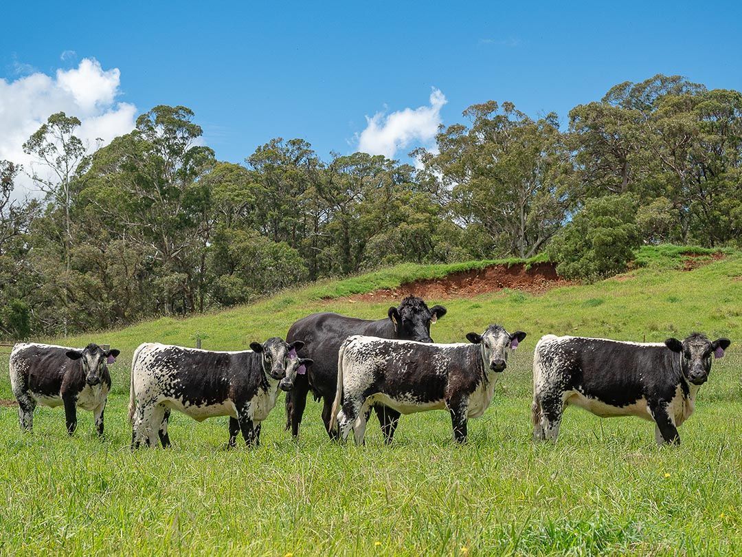 alinjarra speckle park