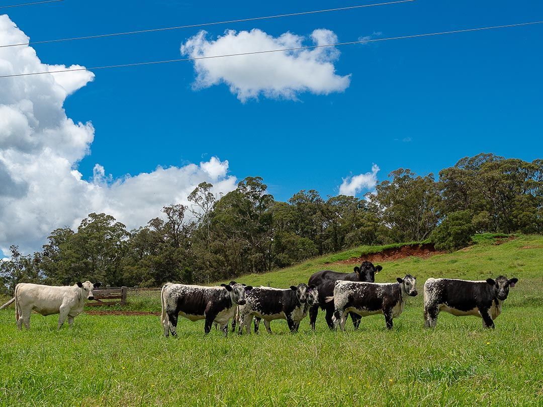 alinjarra speckle park