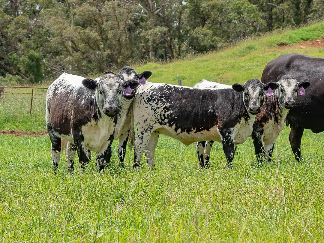 alinjarra speckle park