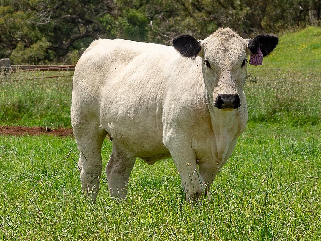 alinjarra speckle park